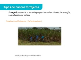 Tipos de bancos forrajeros
Energético cuando la especie proporciona altos niveles de energía,
como la caña de azúcar.
Saccharum officinarum ( Caña de azúcar )
Tomado por:AnibalAlejandro Mendoza Beltrán
 