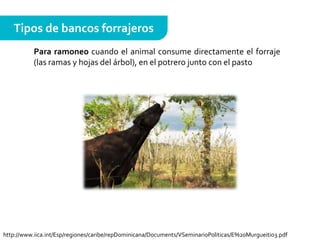 Tipos de bancos forrajeros
Para ramoneo cuando el animal consume directamente el forraje
(las ramas y hojas del árbol), en el potrero junto con el pasto
http://www.iica.int/Esp/regiones/caribe/repDominicana/Documents/VSeminarioPoliticas/E%20Murgueitio3.pdf
 