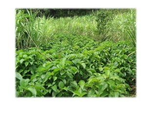 Bancos mixtos de forraje