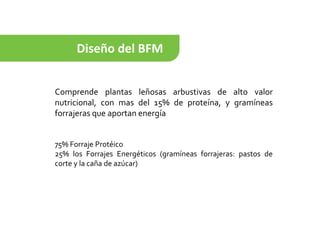 Diseño del BFM
Comprende plantas leñosas arbustivas de alto valor
nutricional, con mas del 15% de proteína, y gramíneas
forrajeras que aportan energía
75% Forraje Protéico
25% los Forrajes Energéticos (gramíneas forrajeras: pastos de
corte y la caña de azúcar)
 