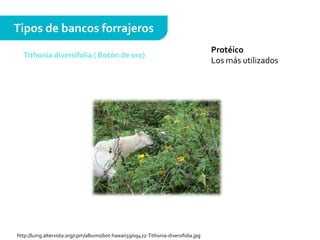 Protéico
Los más utilizados
Tipos de bancos forrajeros
Tithonia diversifolia ( Botón de oro)
http://luirig.altervista.org/cpm/albums/bot-hawaii59/09422-Tithonia-diversifolia.jpg
 