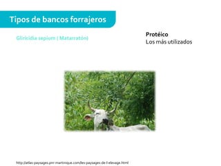 Protéico
Los más utilizados
Tipos de bancos forrajeros
Gliricidia sepium ( Matarratón)
http://atlas-paysages.pnr-martinique.com/les-paysages-de-l-elevage.html
 