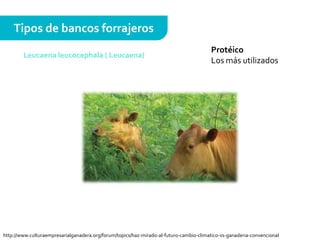 Protéico
Los más utilizados
Tipos de bancos forrajeros
Leucaena leucocephala ( Leucaena)
http://www.culturaempresarialganadera.org/forum/topics/haz-mirado-al-futuro-cambio-climatico-vs-ganaderia-convencional
 