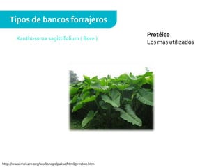 Protéico
Los más utilizados
Tipos de bancos forrajeros
Xanthosoma sagittifolium ( Bore )
http://www.mekarn.org/workshops/pakse/html/preston.htm
 