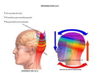DINAMICADELA U
 Por cascadas de color.
 Al mezclarsepor retroalimentación.
 Reciprocidad entre las bandas.
 