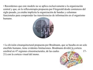 • Recordemos que este modelo no se aplica exclusivamente a la organización
central y que, en la reflexoterapia propuesta por Fitzgerald desde comienzos del
siglo pasado, ya estaba implícita la organización de bandas y columnas
funcionales para comprender las transferencias de información en el organismo
humano.
• La división citoarquitectural propuesta por Brodmann, que se basaba en un solo
encéfalo humano, tiene evidentes limitaciones. Brodmann dividió la corteza
cerebral en 47 regiones citoestructurales, de las cuales relacionó cinco áreas (17-
21) con la corteza visual del mono.
 