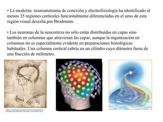 • La moderna neuroanatomía de conexión y electrofisiología ha identificado al
menos 35 regiones corticales funcionalmente diferenciadas en el seno de esta
región visual descrita por Brodmann.
• Las neuronas de la neocorteza no sólo están distribuidas en capas sino
también en columnas que atraviesan las capas, aunque la organización en
columnas no es especialmente evidente en preparaciones histológicas
habituales. Una columna cortical cabría en un cilindro cuyo diámetro fuese de
una fracción de milímetro.
 