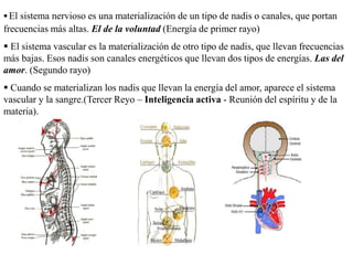  El sistema nervioso es una materialización de un tipo de nadis o canales, que portan
frecuencias más altas. El de la voluntad (Energía de primer rayo)
 El sistema vascular es la materialización de otro tipo de nadis, que llevan frecuencias
más bajas. Esos nadis son canales energéticos que llevan dos tipos de energías. Las del
amor. (Segundo rayo)
 Cuando se materializan los nadis que llevan la energía del amor, aparece el sistema
vascular y la sangre.(Tercer Reyo – Inteligencia activa - Reunión del espíritu y de la
materia).
 