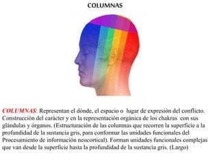 COLUMNAS
COLUMNAS: Representan el dónde, el espacio o lugar de expresión del conflicto.
Construcción del carácter y en la representación orgánica de los chakras con sus
glándulas y órganos. (Estructuración de las columnas que recorren la superficie a la
profundidad de la sustancia gris, para conformar las unidades funcionales del
Procesamiento de información neocortical). Forman unidades funcionales complejas
que van desde la superficie hasta la profundidad de la sustancia gris. (Largo)
 