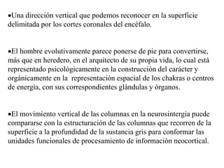 Una dirección vertical que podemos reconocer en la superficie
delimitada por los cortes coronales del encéfalo.
El hombre evolutivamente parece ponerse de pie para convertirse,
más que en heredero, en el arquitecto de su propia vida, lo cual está
representado psicológicamente en la construcción del carácter y
orgánicamente en la representación espacial de los chakras o centros
de energía, con sus correspondientes glándulas y órganos.
El movimiento vertical de las columnas en la neurosintergia puede
compararse con la estructuración de las columnas que recorren de la
superficie a la profundidad de la sustancia gris para conformar las
unidades funcionales de procesamiento de información neocortical.
 