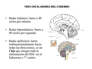 • Radar talámico: barre a 40
ciclos por minuto.
• Radar hipotalámico: barre a
80 ciclos por segundo.
• Radar epifisiario: barre
tridimensionalmente hacia
todas las direcciones, es un
Chip que integra toda la
información del SNC en el
Sahasrara o 7° centro.
TRES OSCILADORES DEL CEREBRO
 