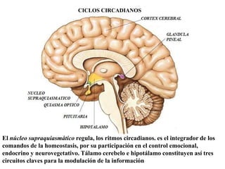 CICLOS CIRCADIANOS
El núcleo supraquiasmático regula, los ritmos circadianos. es el integrador de los
comandos de la homeostasis, por su participación en el control emocional,
endocrino y neurovegetativo. Tálamo cerebelo e hipotálamo constituyen así tres
circuitos claves para la modulación de la información
 