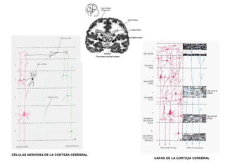 CÉLULAS NERVIOSA DE LA CORTEZA CEREBRAL
CAPAS DE LA CORTEZA CEREBRAL
 