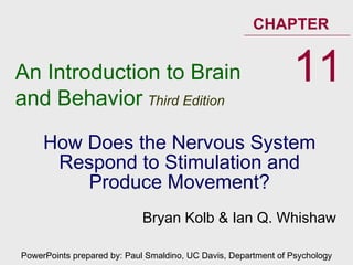 How Does the Nervous System Respond to Stimulation and Produce Movement? An Introduction to Brain and Behavior   Third Edition CHAPTER 11 PowerPoints prepared by: Paul Smaldino, UC Davis, Department of Psychology Bryan Kolb & Ian Q. Whishaw 