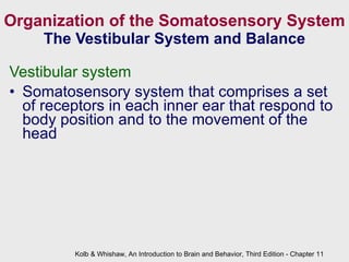 B and b3 lec ppt_ch11 | PPT