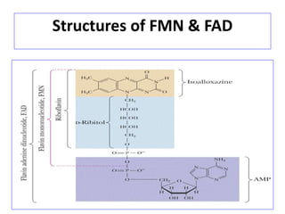 Structures of FMN & FAD
 