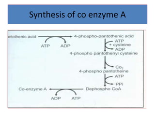 Synthesis of co enzyme A
 