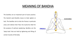 MEANING OF BANDHA
The bandhas are an important part of asana practice.
The Sanskrit word Bandha means to hold, tighten or
lock. The bandhas aim to lock the Pranas in particular
areas and redirect their flow into Sushumna Nadi for
the purpose of spiritual awakening. Bandhas are the
‘body locks’ that are held by tightening and lifting of
certain muscles of the body.
 