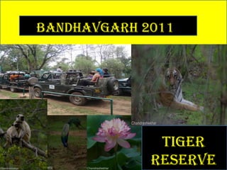 Bandhavgarh 2011




              Tiger
             Reserve
 