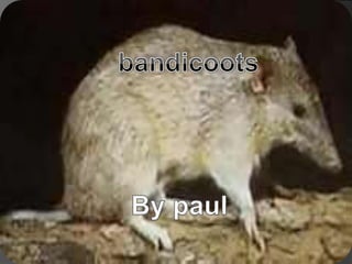 bandicoots By paul 