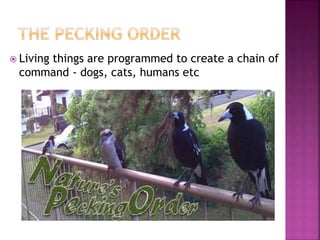  Living things are programmed to create a chain of
command - dogs, cats, humans etc
 