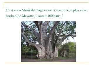 C’est sur « Musicale plage » que l’on trouve le plus vieux
baobab de Mayotte, il aurait 1000 ans !