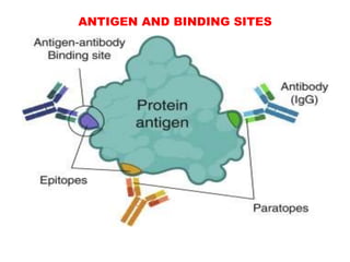 ANTIGEN AND BINDING SITES
 