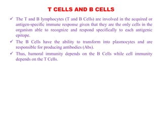T CELLS AND B CELLS
 The T and B lymphocytes (T and B Cells) are involved in the acquired or
antigen-specific immune response given that they are the only cells in the
organism able to recognize and respond specifically to each antigenic
epitope.
 The B Cells have the ability to transform into plasmocytes and are
responsible for producing antibodies (Abs).
 Thus, humoral immunity depends on the B Cells while cell immunity
depends on the T Cells.
 