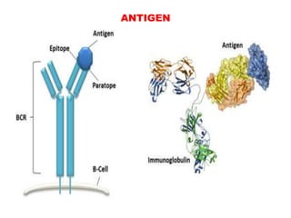 ANTIGEN
 