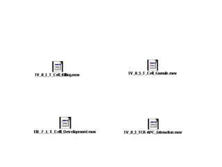 B and T cell maturation.ppt