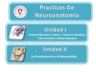 Sistema Nervioso, Cráneo - Columna Vertebral,
Tallo Cerebral y Bulbo Raquídeo

La Protuberancia y el Mesencéfalo

 