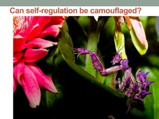 Can self-regulation be camouflaged?
 