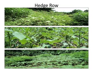 Hedge Row
 