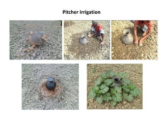Pitcher Irrigation
 