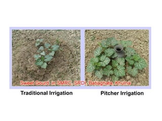 Pitcher IrrigationTraditional Irrigation
 