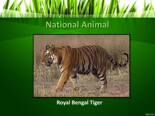National Animal
Royal Bengal Tiger
 