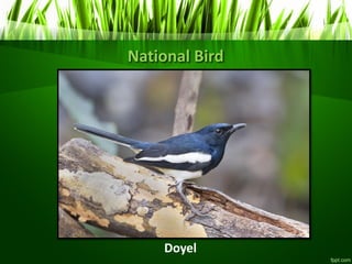 National Bird
Doyel
 