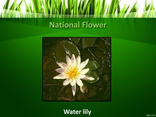 National Flower
Water lily
 