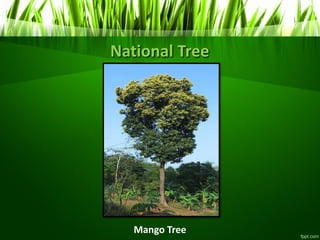 National Tree
Mango Tree
 