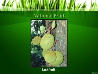 National Fruit
Jackfruit
 