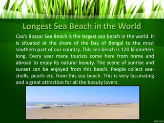 Longest Sea Beach in the World
Co ’s Bazaar Sea Beach is the largest sea beach in the world. It
is situated at the shore of the Bay of Bengal to the most
southern part of our country. This sea beach is 120 kilometers
long. Every year many tourists come here from home and
abroad to enjoy its natural beauty. The scene of sunrise and
sunset can be enjoyed from this beach. People collect sea-
shells, pearls etc. from this sea beach. This is very fascinating
and a great attraction for all the beauty lovers.
 