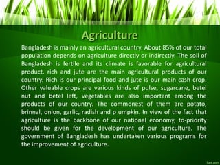 Agriculture
Bangladesh is mainly an agricultural country. About 85% of our total
population depends on agriculture directly or indirectly. The soil of
Bangladesh is fertile and its climate is favorable for agricultural
product. rich and jute are the main agricultural products of our
country. Rich is our principal food and jute is our main cash crop.
Other valuable crops are various kinds of pulse, sugarcane, betel
nut and betel left, vegetables are also important among the
products of our country. The commonest of them are potato,
brinnal, onion, garlic, radish and p umpkin. In view of the fact that
agriculture is the backbone of our national economy, to-priority
should be given for the development of our agriculture. The
government of Bangladesh has undertaken various programs for
the improvement of agriculture.
 