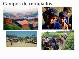 E
n
B
a
n
g
l
a
d
e
s
h
h
a
y
m
u
c
h
o
s
c
a
m
p
o
s
d
e
r
e
f
u
g
i
a
d r
m
a
n
i
a
p
e
r
o
p
o
r
l
a
c
u
l
p
a
d
e
l
a
g
u
e
r
r
a
h
a
n
h
u
i
d
o
a
B
a
n
g
l
a
d
e
s
h
.
 