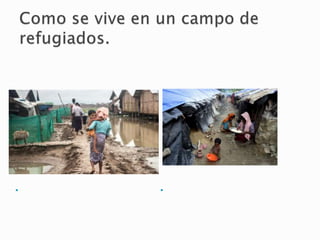 L
o
s
R
o
h
i
n
y
a
s
h
a
n
p
e
r
d
i
d
o
t
o
d
o
.
L
a
g
e
n
t
e
i
n
t
e
n
t
a
s
o
b
r
e
v
i
v
i
r
c
o
n
l
a
c
o
m
i
d
a
y
a
y
u
d
a
q
u
e
l
e
d
a
 