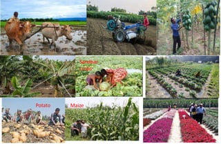 Sandbar
crops
MaizePotatoPotato
 