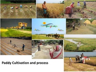Paddy Cultivation and process
 