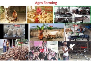 Agro Farming
Poultry
Farming
Sheep Goat
Duck
Cow
Turkey
Pigeon
 