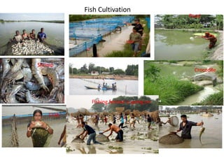 Pond
Fish Cultivation
Crocodile
Crab
Shrimp
Fishing festival is going on
 