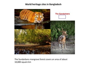 World heritage sites in Bangladesh
The Sundarbans mangrove forest covers an area of about
10,000 square km
 