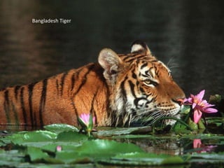 Bangladesh Tiger 